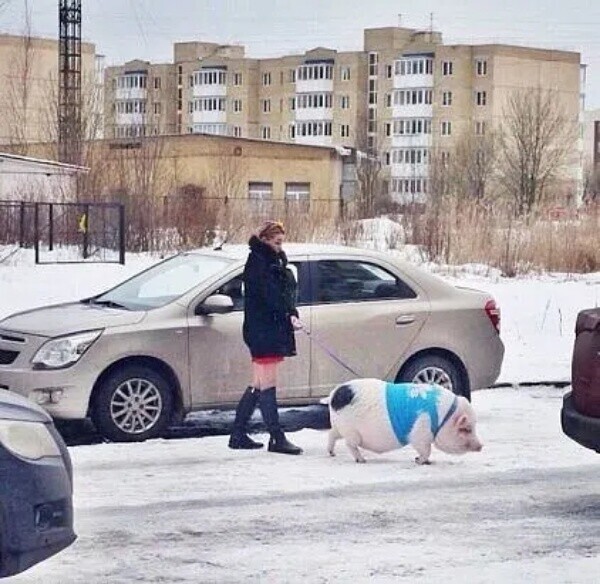 Вместо мужа хряк на нитке...