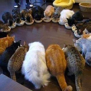 Сотрапезники