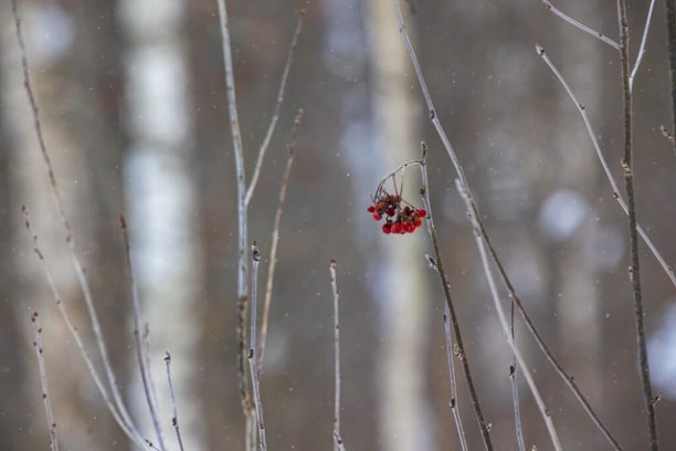 Муаровый узор