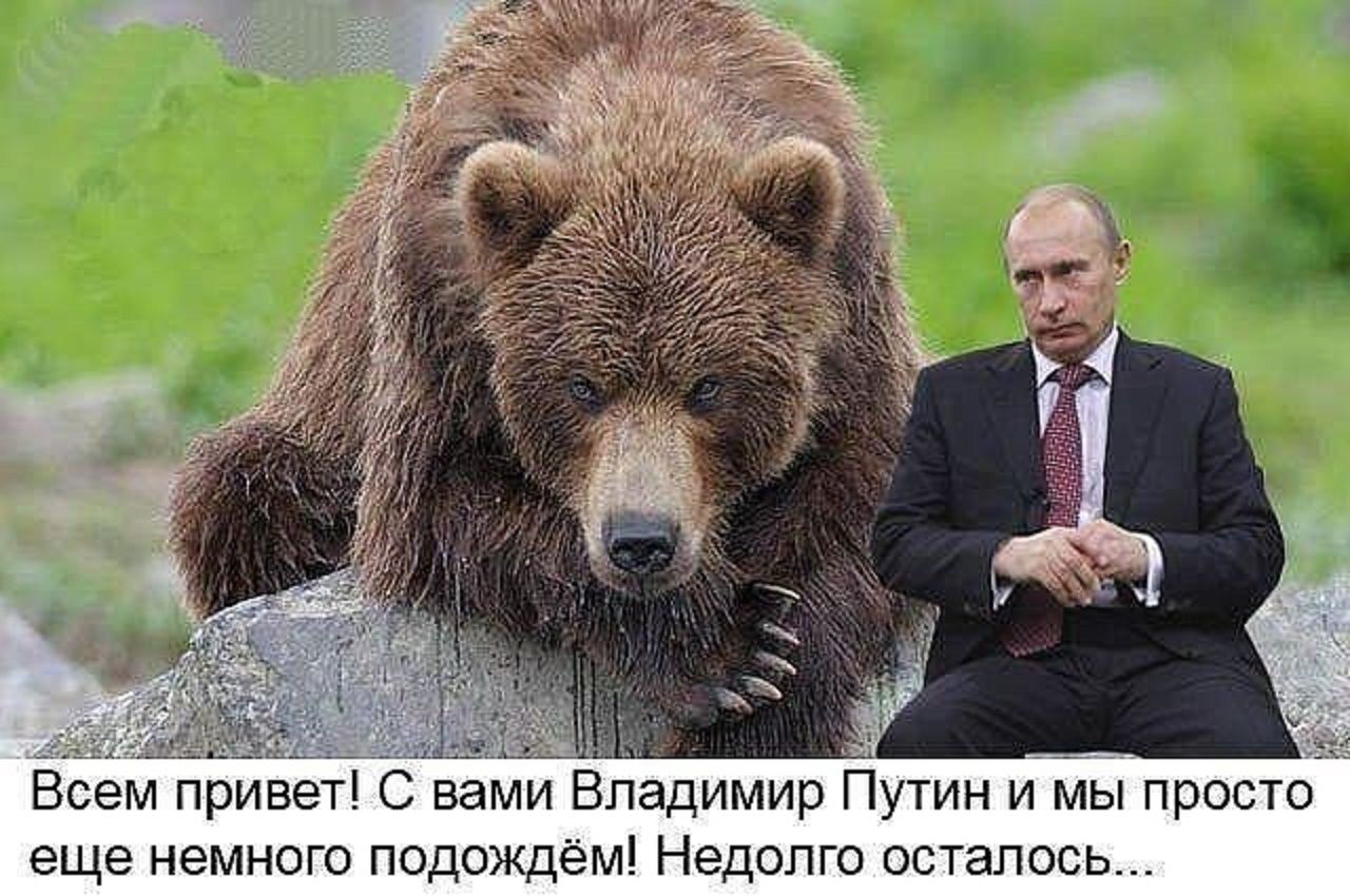 Привет россияне вы твари особенно москвичи. Медведь Россия. Фотография русского медведя.