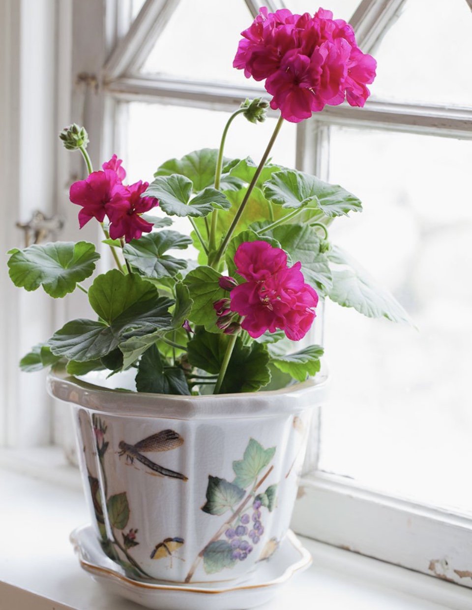 Цветок Надежда