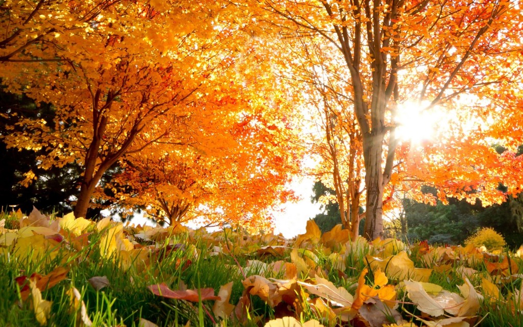 Download Wallpaper 1280x1024 Autumn, Leaves, Birches, Sun, Branches, Yellow 1280