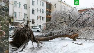 Чтоб по земле родной прошел год белой полосой