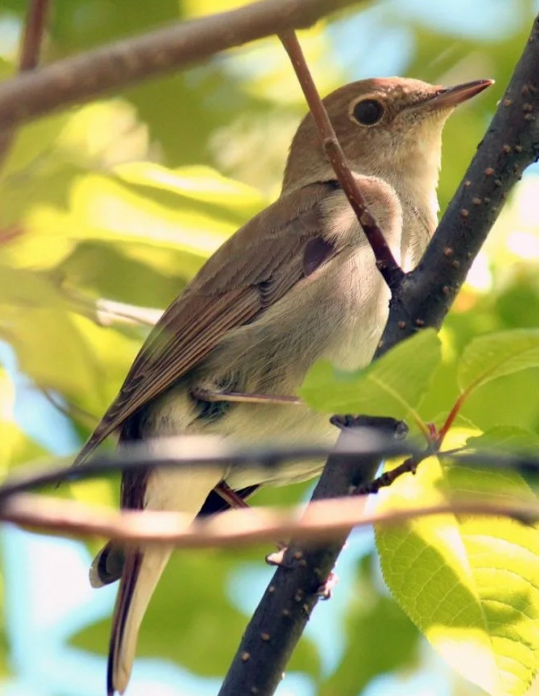 Соловей или Твой дар