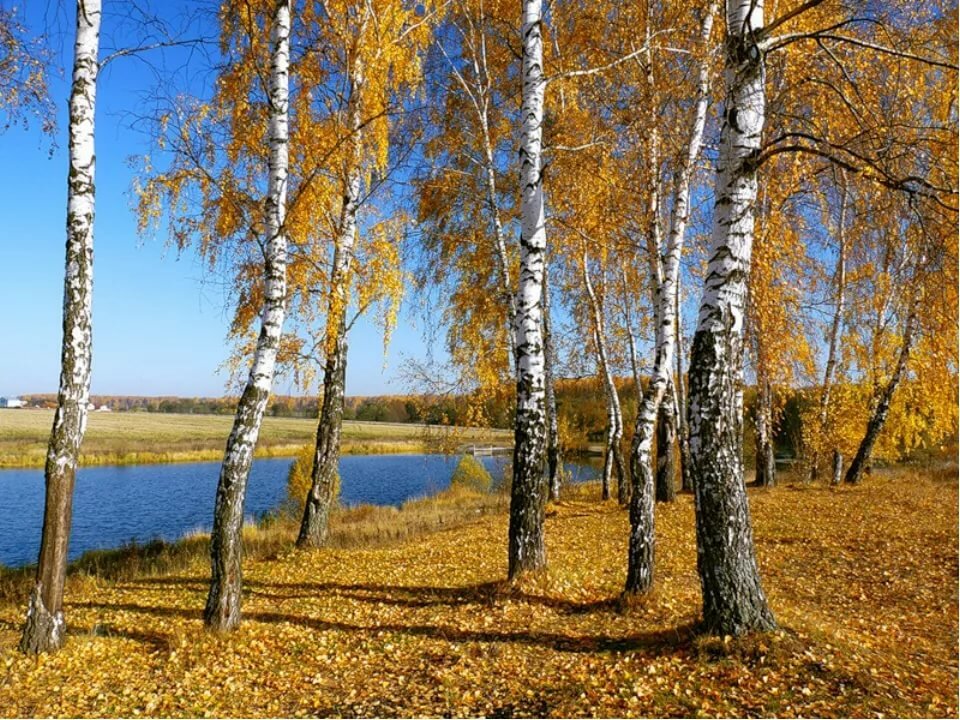 Береза русская душа. Березовая роща осень. Природа березы. Береза в сентябре. Береза осень.
