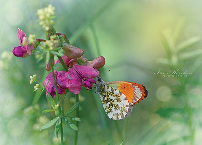 Сказка о душистом горошке и злобном сорняке