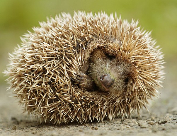3. Загадка - Ёж