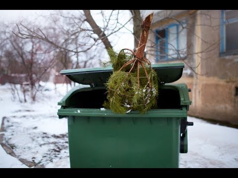 Бедная новогодняя ёлочка