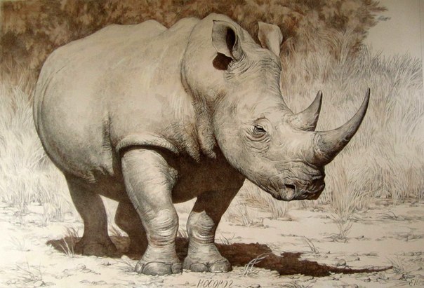 5. Загадка - Носорог