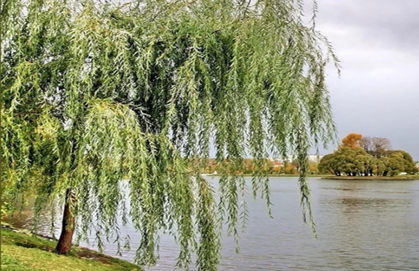 Слезы льет над рекой чернотал