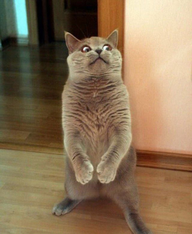 Котлетки