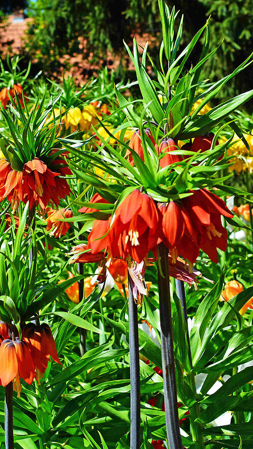 Рябчик-фритилярия