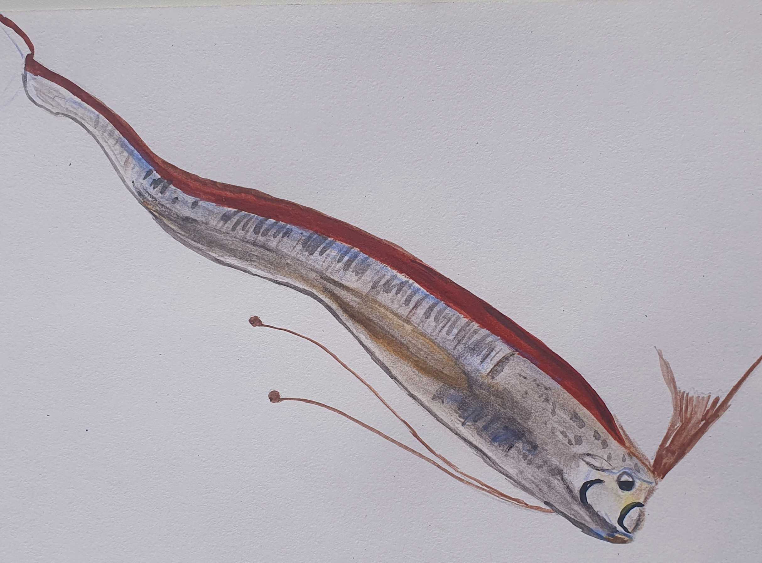 Ремень рыба