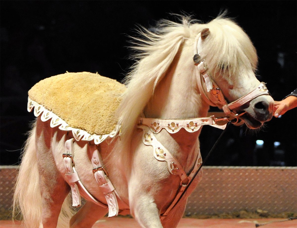 Старшие лошадки. Цирковая лошадка. Пони в цирке. Лошадки в цирке. Цирковой конь.
