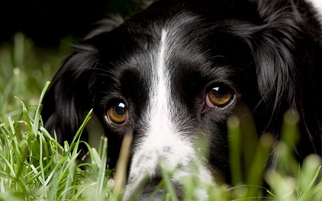 Про собаку...