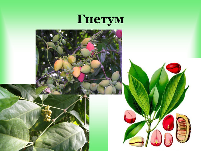 Гнетум