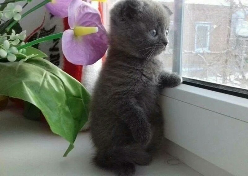 Жду фото картинки