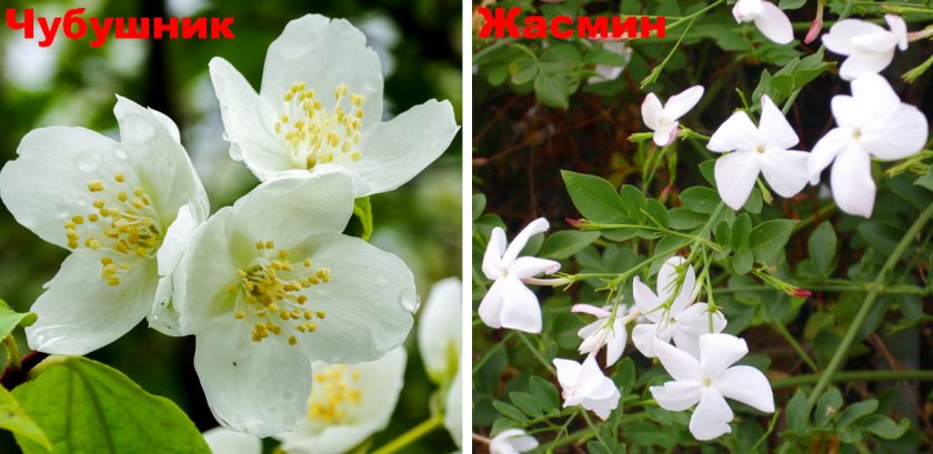 Жасмин - не чубушник!