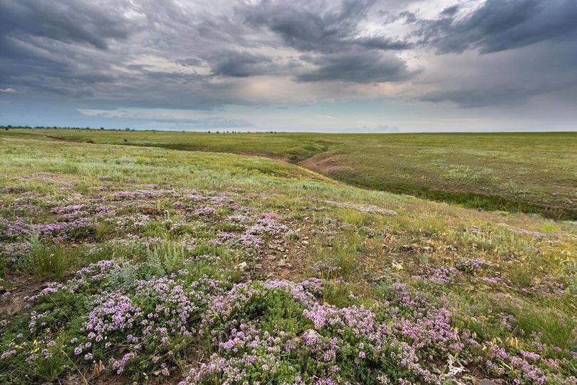 Сладко пахнут дали чабрецом