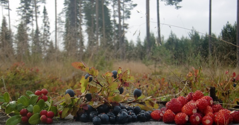 Семидесятые. Тайга