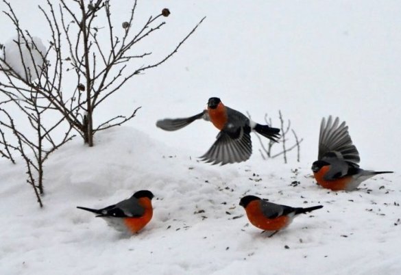 Снегири