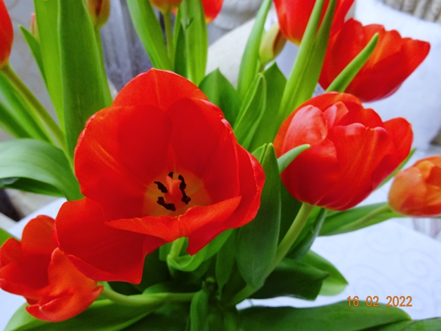 Огоньком горят тюльпаны