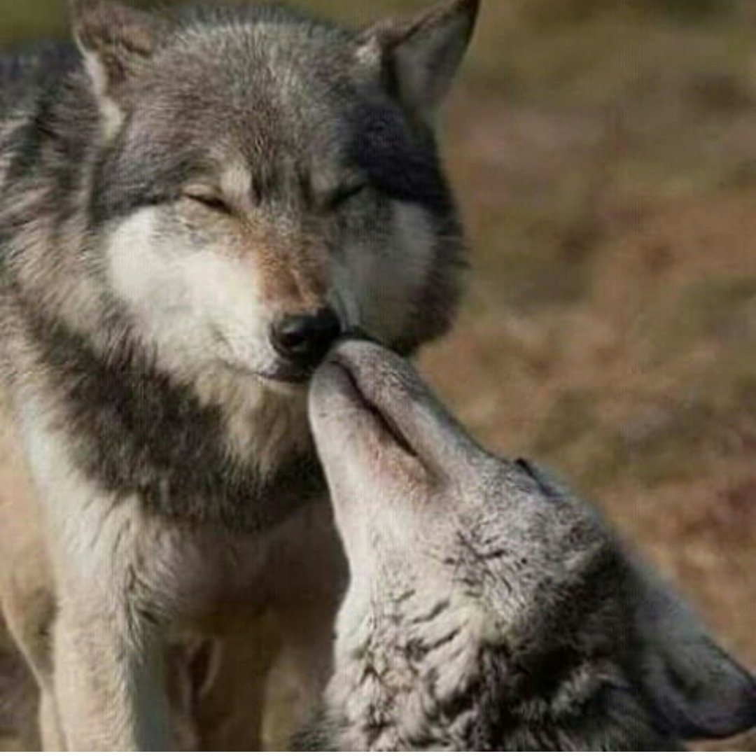 Полюбить волка. Волк и волчица. Поцелуй волка. Волки целуются. Волк целует.