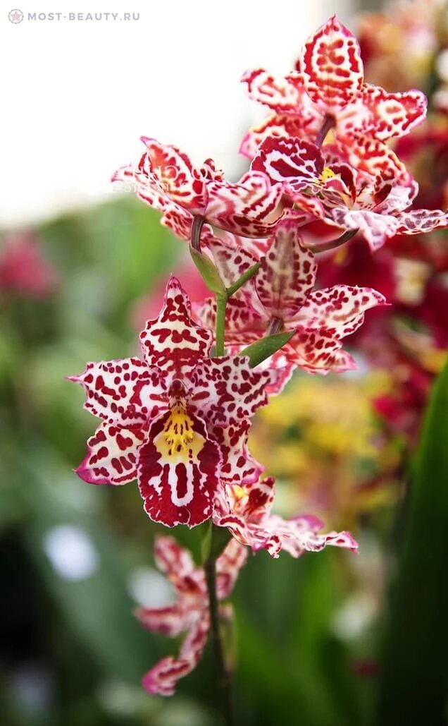 Тигровая орхидея