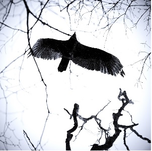 Птица крыльями...