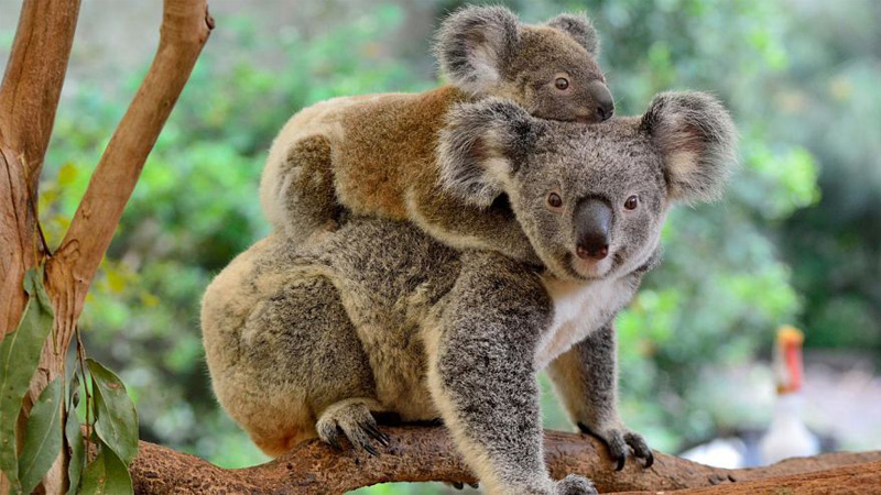 Коала