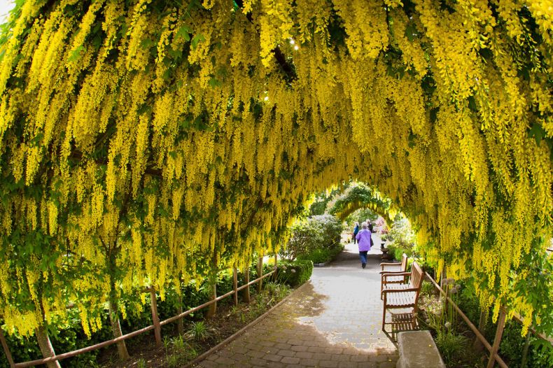 Золотой дождь