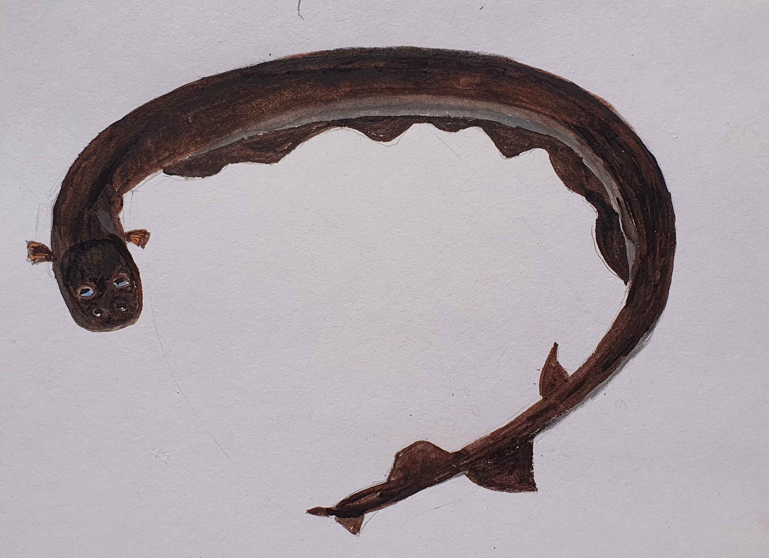 Электрический угорь