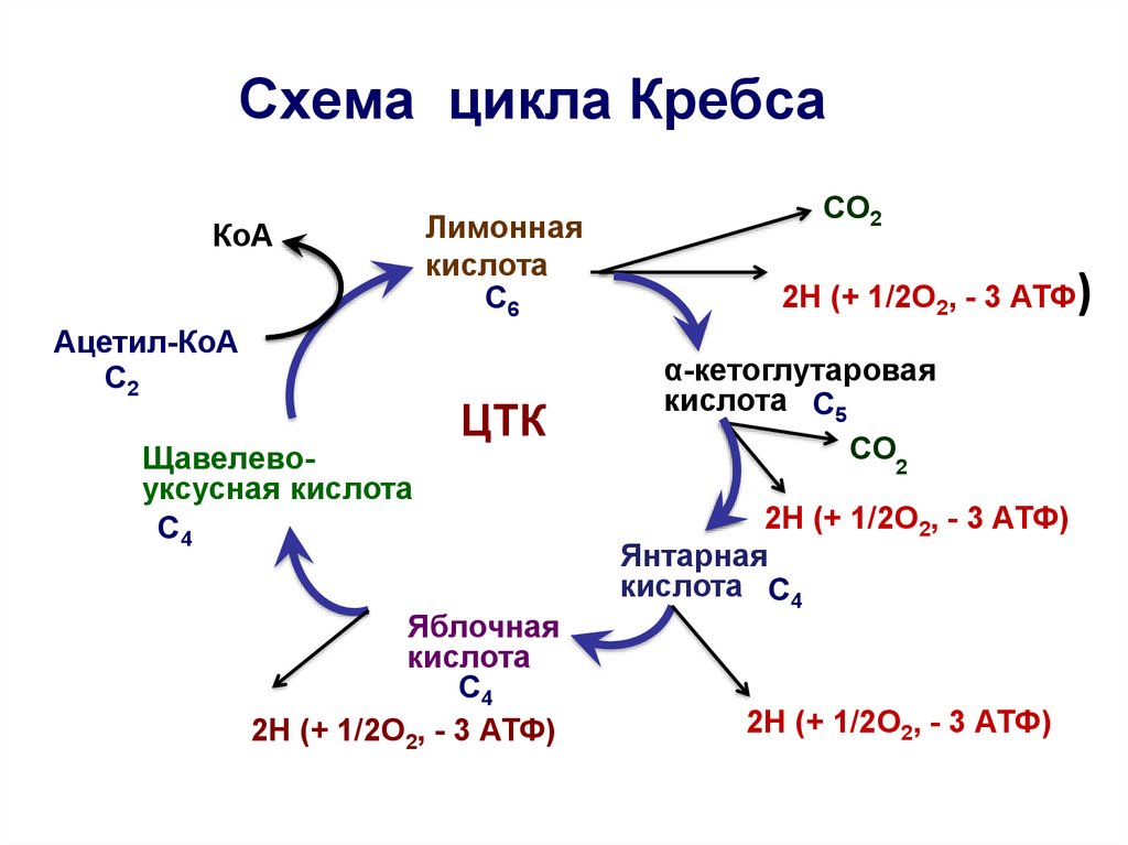 32 атф. Цикл Кребса схема. Янтарная кислота цикл Кребса. Цикл Кребса схема с АТФ. Цикл Кребса б12.