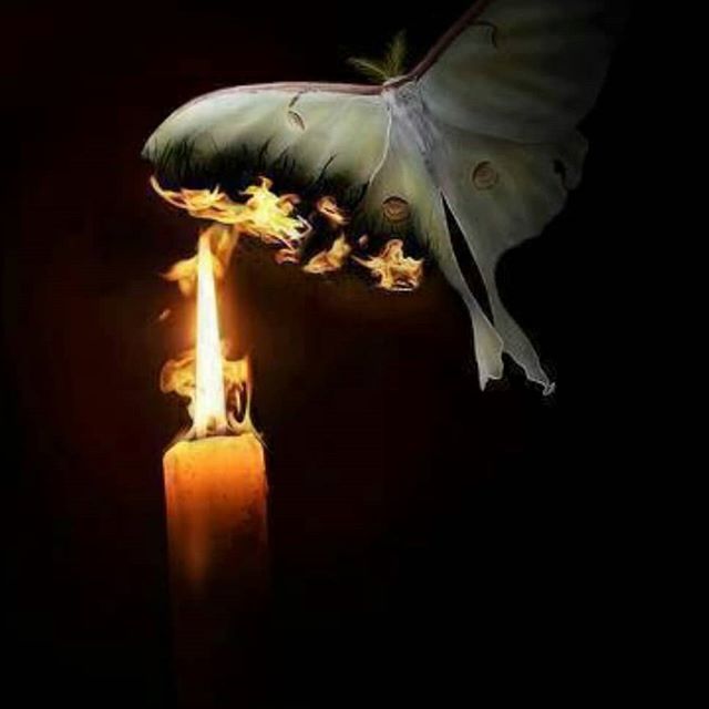 Мотыльки, летящие на огонь