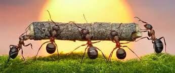 Летняя школа