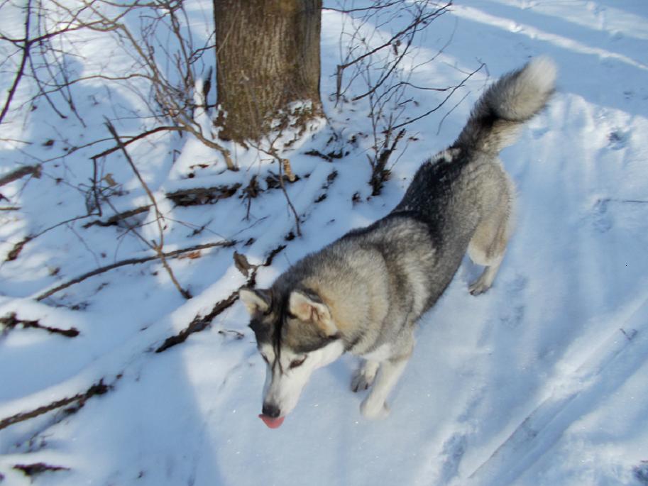 Декабринка