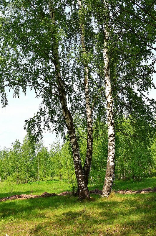 Krukodlade prydnadsträd i brett sortiment