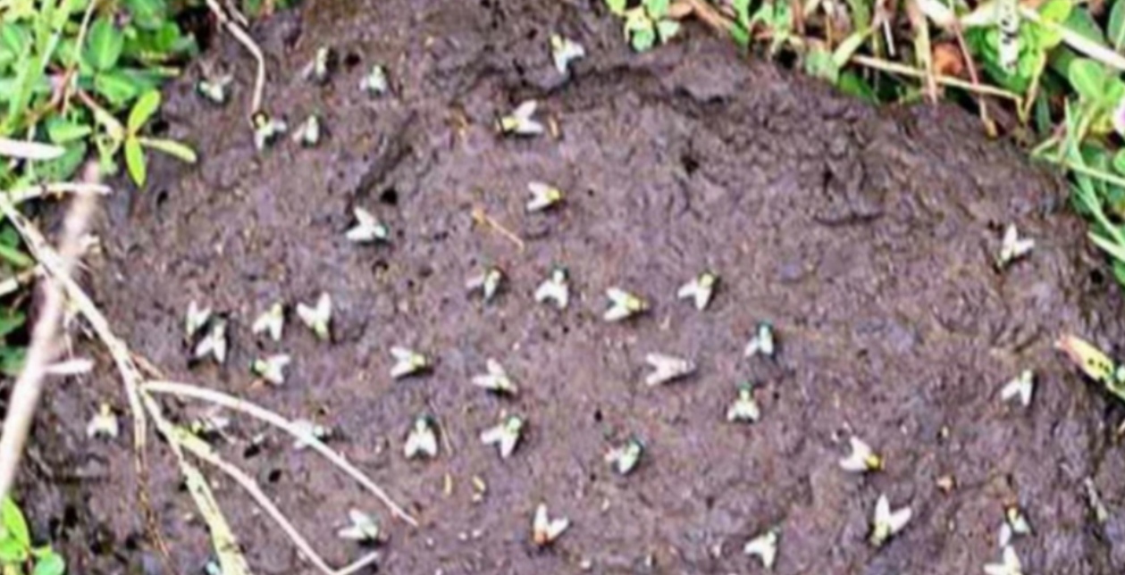 Словно мухи