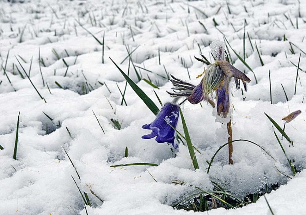 Хмурое утро трелью встречают...
