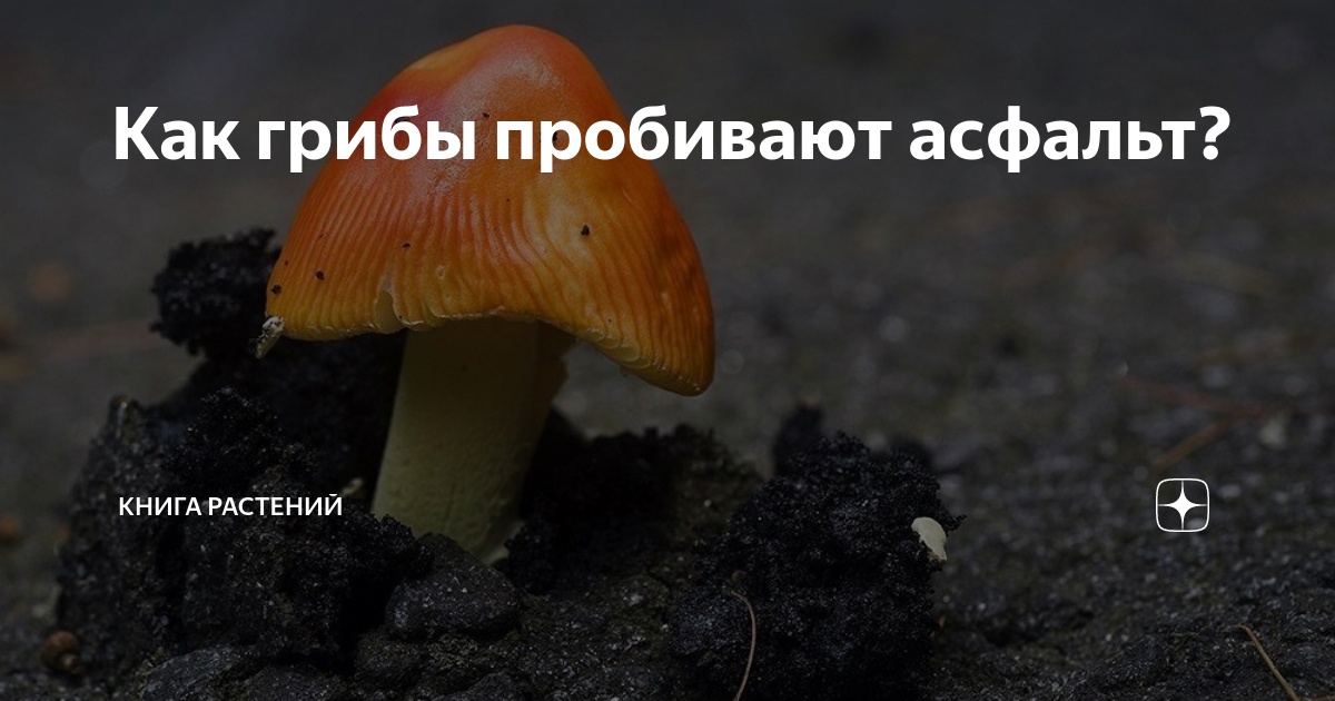 Невидимый Взгляд