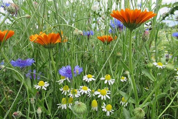 Дорогой мой человек