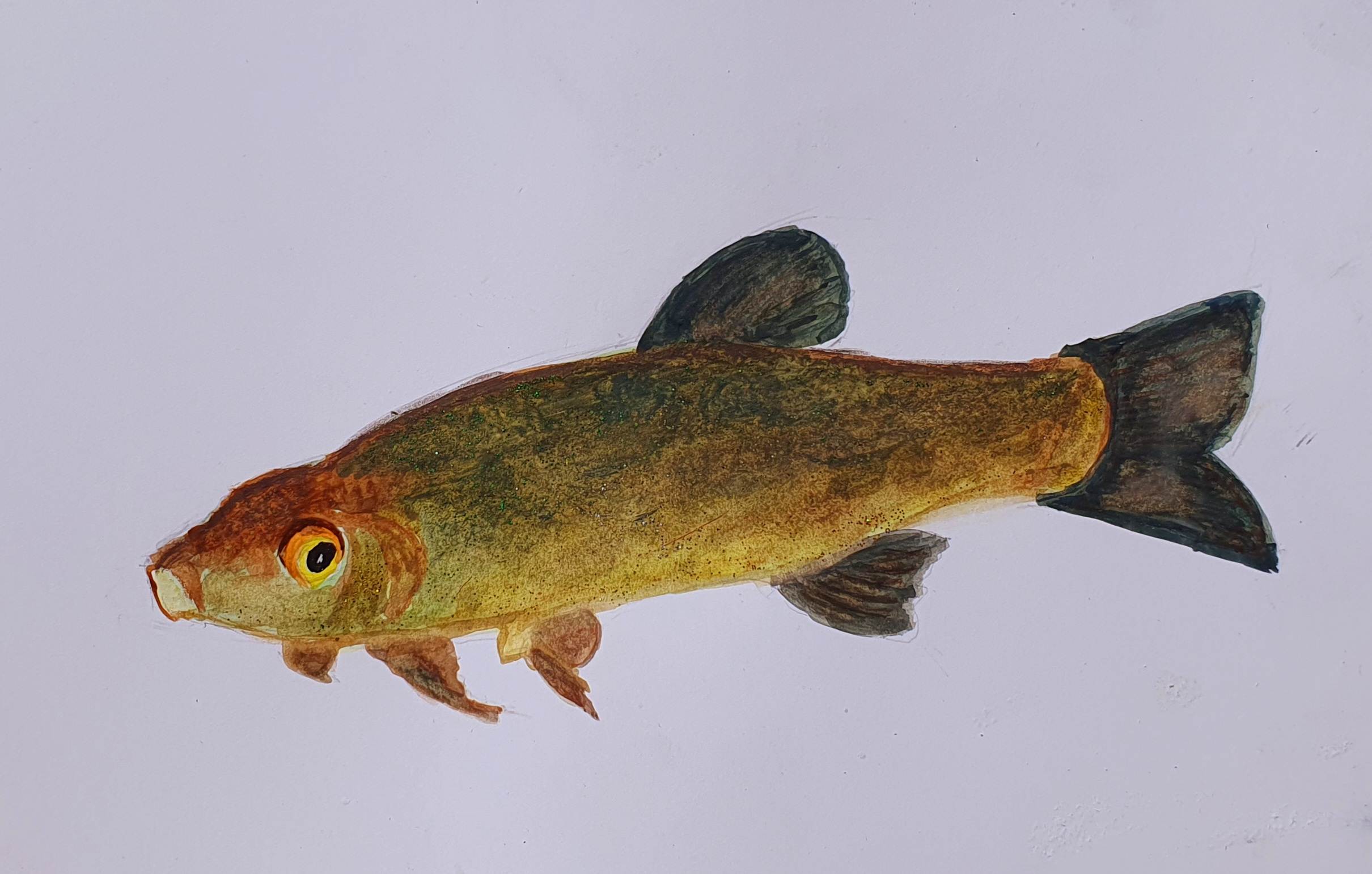 Линь, из карповых