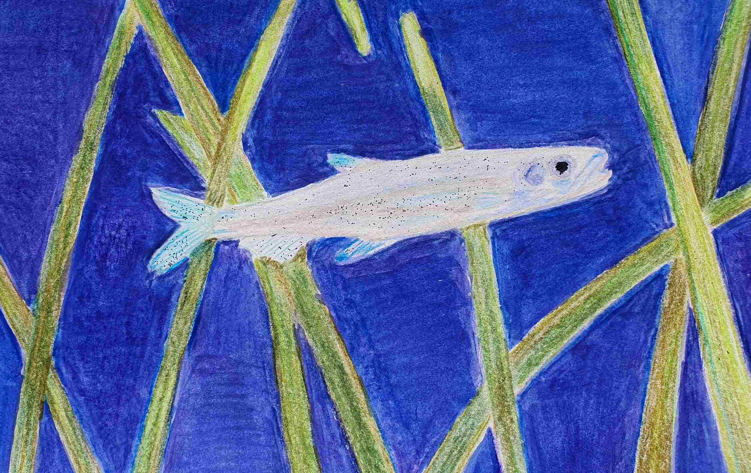 Уклейка, из карповых