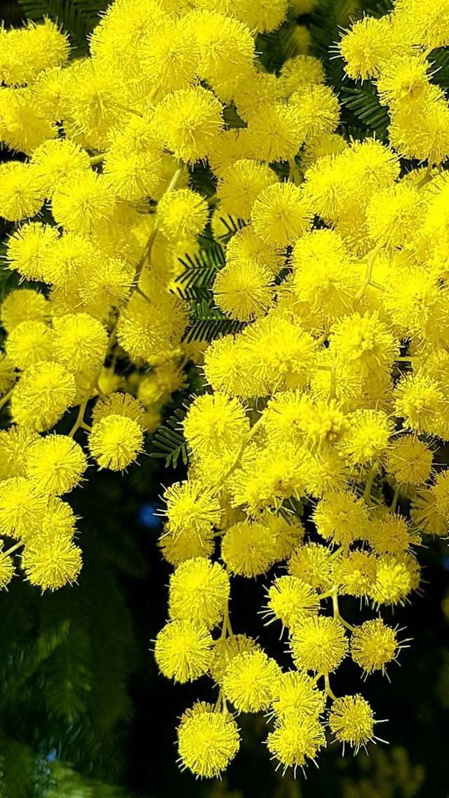 8 день Весны