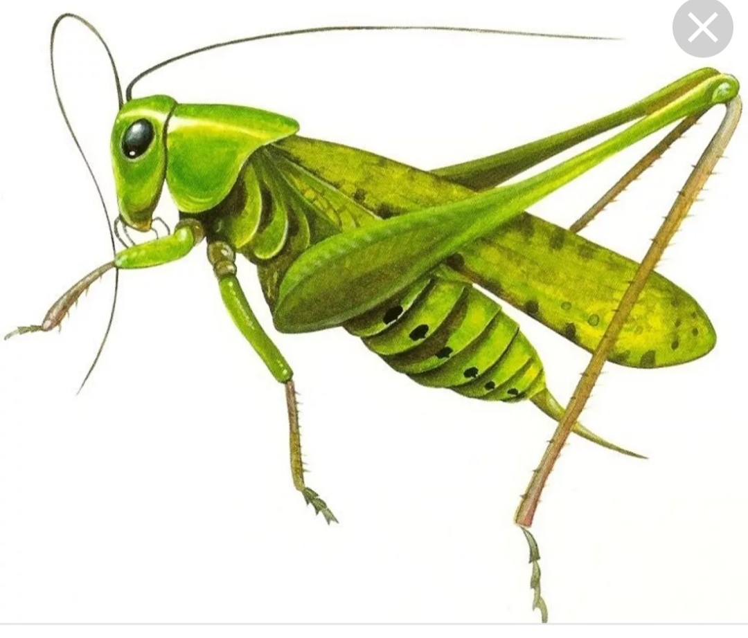 Про другого зелёного кузнечика