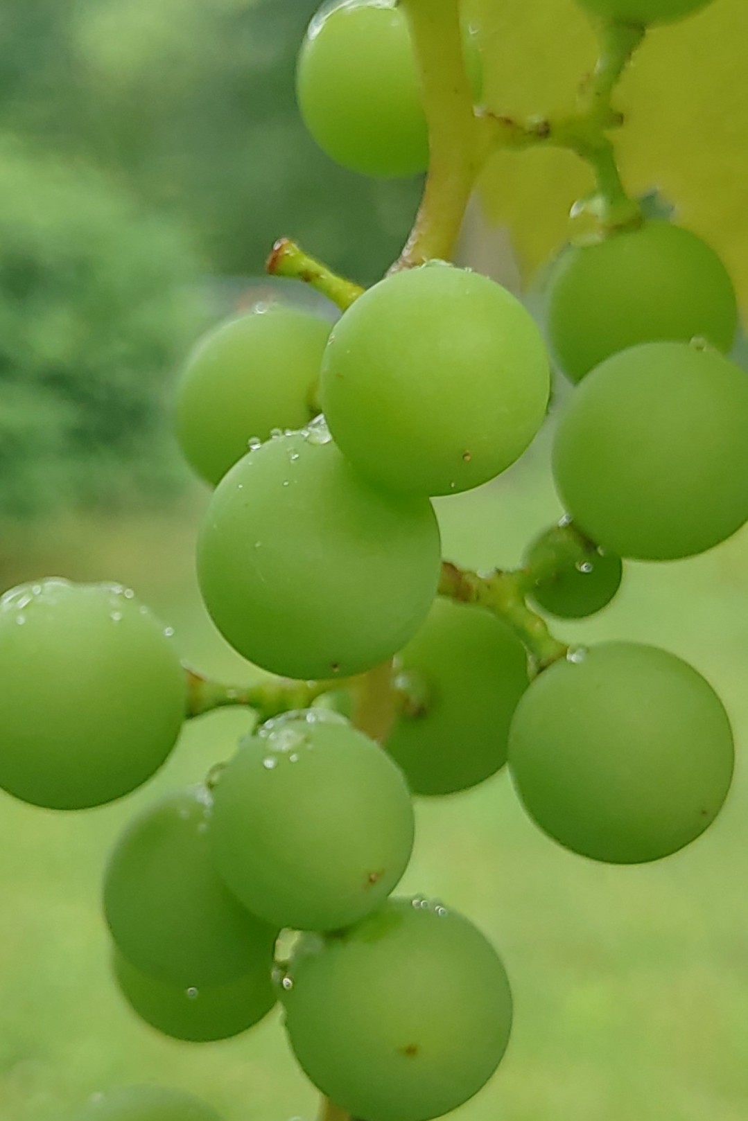 Праздничное