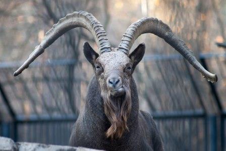 Жили-были два Козла