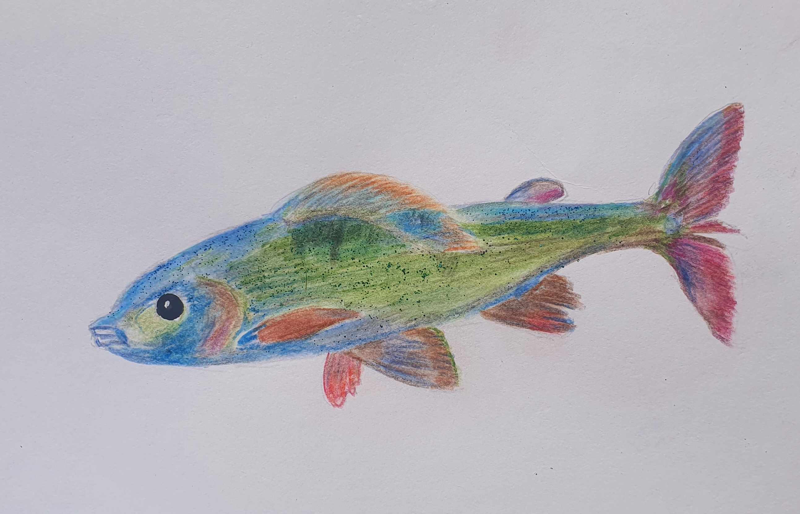 Хариус