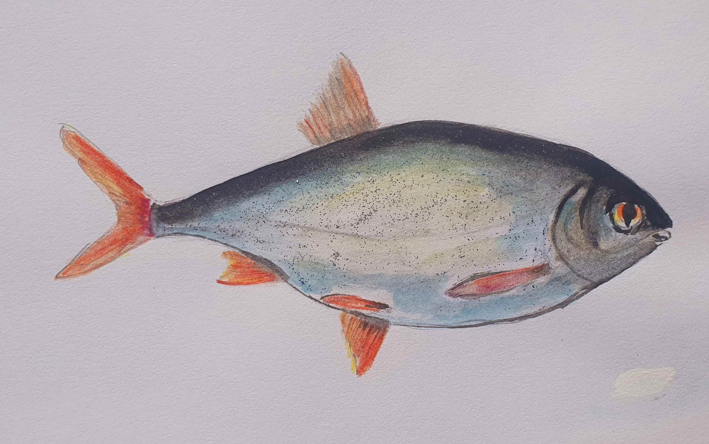 Тарань, из карповых