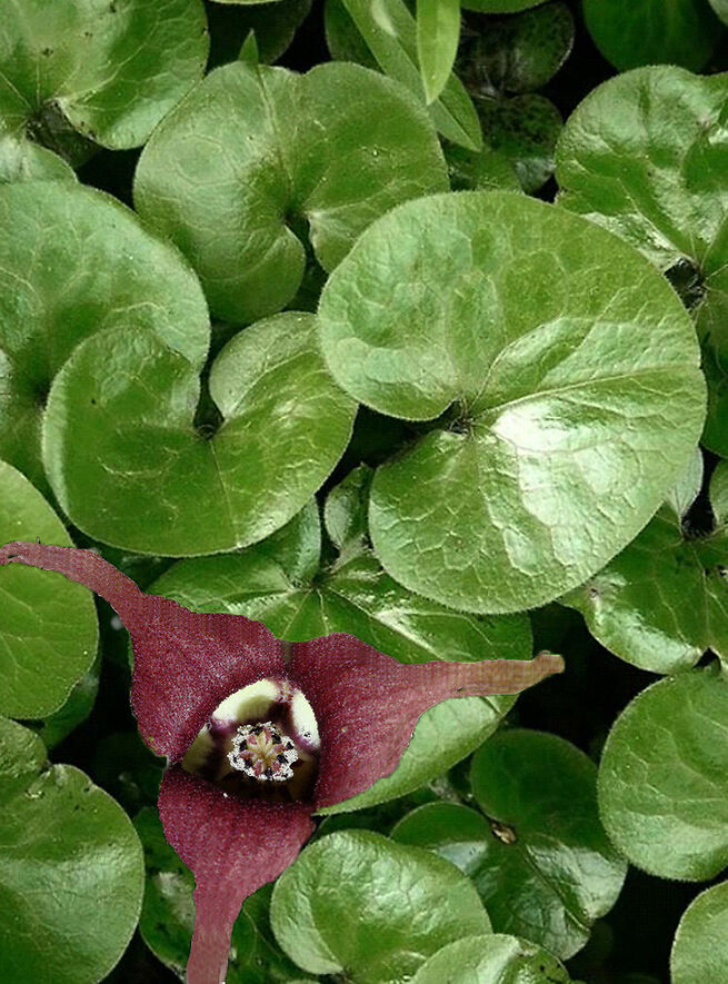 Копытень европейский